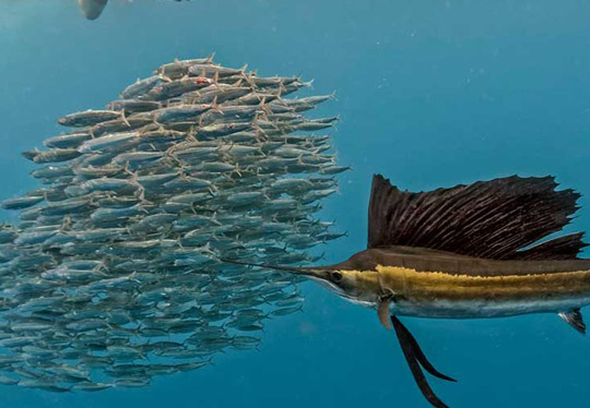 sailfish sportfishing cancun