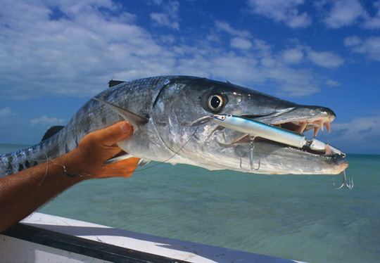 popping is a very exiting style of fishing in Cancun